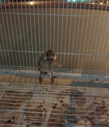 مطلوب فرخ بلبل سعره خمسه