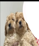 للبيع تي كب بودل نثايا