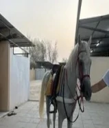 حصان مصري بيور