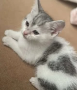 للبيع قط عمره اقل من شهر