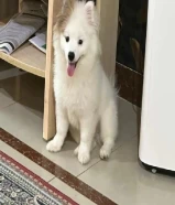 Pomeranian mix canine dog