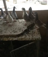 للبيع حمام