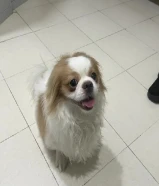 Puppies Shih Tzu for sale . Pure breed