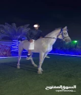 لبيع حصان مصري طيب