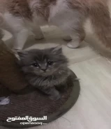 Persian kitten