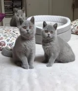 British shorthairs kittens available