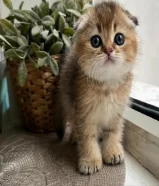 تربل سكوتش فولد قولد شيدد بيور