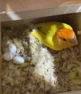 للبيع لوفبيرد