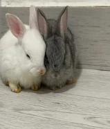 rabbits for sale anytime can take