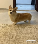 Corgi for sale