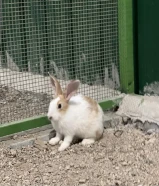 أرنب صغير للبيع