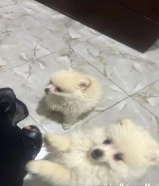 كلاب للبيع نوع بومرينيان