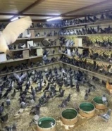 للبيع حمام دحل