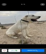 مطلوب كلب كنغال او كلب للتبني حراسه للحلال