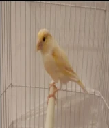 انثى كناري جاهزه لانتج للتواصل واتساب