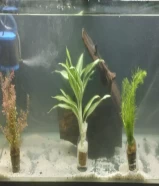 BIG AQUARIUM WITH ACESSORIES FOR SALE 100x50x50