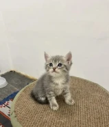 سكوتش ستريت