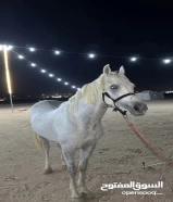 خيل عربي مصري