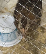 طائر سمان ذكر العمر 2 شهور مودب