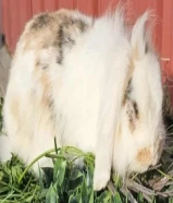 للبيع مجموعة أرانب منهم كمية أنجورا أنجليزي