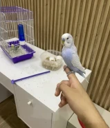 بيع طيور حب البادجي بصحه ممتازه جداً و ربوه و اليف حيلل