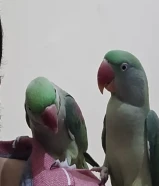 Parrots pair for sale