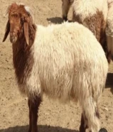 مطلوب غنم او معزى للحول سنه او 6 شهور المبلغ المطلوب شيك وكمبياله