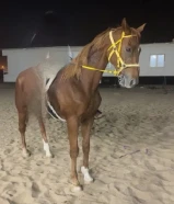 حصان انجليزي للبيع