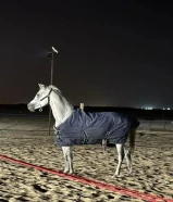 حصان بلدي هادي والبيع سريع واموره طيبه كلها وتوني مقلمه ومركب حذوه قدام فقط