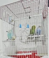 عصافير طبور حب ذكر وا انثى