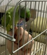 للبيع بيبي ميتو أخضر و ربوا مافي عض وأتصال وتساب و يتكلم يعني شوي