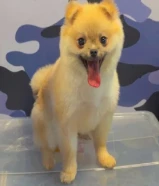 للبيع بومريانين ذكر