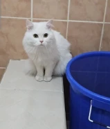 قط طيب حيلل و لعوب للتبني