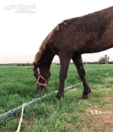 ‏مطلوب حصان بلدي او فرنسي للبيع ارقم اسعر 100 /150