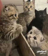 كتن للبيع العمر شهرين ونص66121049