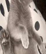 قطة نثاية (انثى) للبيع لعوبة ودلوعة