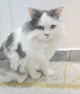 قط شيرازي للتبني مع جميع أدواته