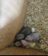 فروخ لوفبيرد لوف بيرد الوان وأحجام ممتازة مشاء الله بداية عس العمر اقل من اسبوعين