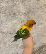 للبيع صن كنيور خالص عس ربوه يطب على اليد السعر 65دينار