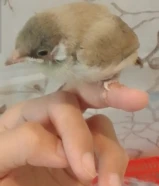 طيور عراقيه