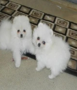Beautiful Pomeranian puppies (Male and Female) looking for a new home