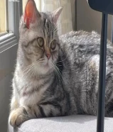 قطة نثية للتبني