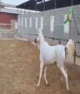 للبيع فرس اصيله بيور تحمل دماء فاخره