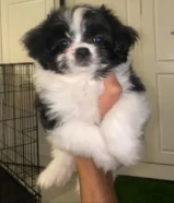 بيعه سريعه يرو ذكر مالتيز عمره شهر حجمه حاليا كف الايد متعلم بادز وياكل دراي فود