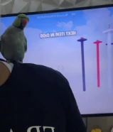 بغبغاء الدره هندي اليف غير مدرب على الكلام مع التدريب يتكلم مع القفص كبير