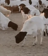 أغنام. وماعز وثيران وحاشي وقعدان الصومال