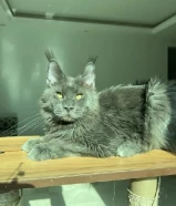 Original Mainecoon Cats (Pedigree)