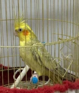 كروان للبيع