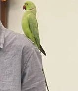 طائر متاي للبيع