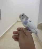 طير حب انثى منتجا من قبل اليفه